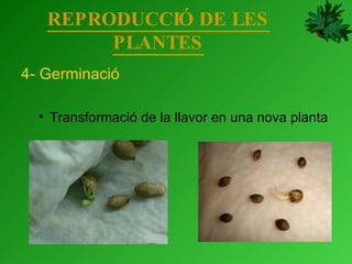 REPRODUCCIÓ DE LES PLANTES 4- Germinació Transformació de la llavor en una nova planta 