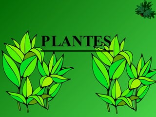 PLANTES 