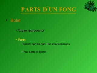 PARTS D’UN FONG Bolet Òrgan reproductor Parts Barret: part de dalt. Per sota té làmines Peu: sosté el barret 