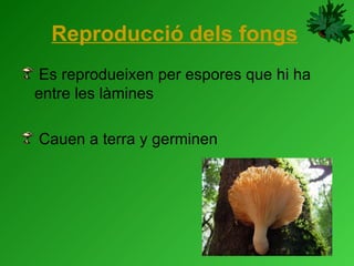 Reproducció dels fongs Es reprodueixen per espores que hi ha entre les làmines Cauen a terra y germinen 