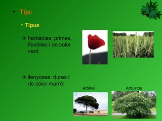 Tija: Tipus      herbàcies: primes,  flexibles i de color  verd    llenyoses: dures i  de color marró:    Arbres Arbustos 