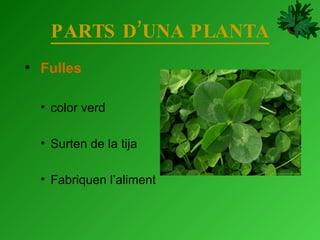 PARTS D’UNA PLANTA Fulles color verd Surten de la tija Fabriquen l’aliment 