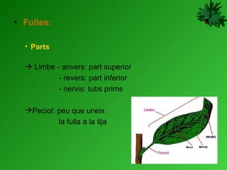 Fulles: Parts     Limbe - anvers: part superior - revers: part inferior - nervis: tubs prims Peciol: peu que uneix  la fulla a la tija 