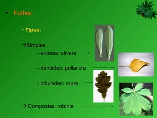 Fulles: Tipus: Simples  - enteres: olivera - dentades: pollancre - lobulades: roure    Compostes: robínia  