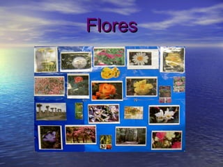 FloresFlores
 