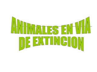 ANIMALES EN VIA  DE EXTINCION 