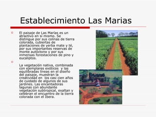 Establecimiento Las Marias El paisaje de Las Marías es un atractivo en sí mismo. Se distingue por sus colinas de tierra colorada, cubiertas de plantaciones de yerba mate y té, por sus importantes reservas de monte autóctono y por sus inmensas forestaciones de pino y eucaliptos.  La vegetación nativa, combinada con ejemplares exóticos  y las equilibradas líneas en el diseño del paisaje, muestran la creatividad en  los casi cien años de cuidado de algunos de sus jardines. Las encantadoras lagunas con abundante vegetación subtropical, exaltan y celebran el encuentro de la tierra colorada con el Íbera.  