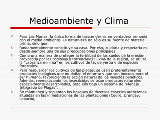 Medioambiente y Clima Para Las Marías, la única forma de trascender es en verdadera armonía con el medio ambiente. La naturaleza no sólo es su fuente de materia prima, sino que  fundamentalmente constituye su casa. Por eso, cuidarla y respetarla es desde siempre una de sus preocupaciones principales. Como una manera de proteger la fertilidad de los suelos de la erosión provocada por las copiosas y torrenciales lluvias de la región, se utiliza la "Labranza mínima" en los cultivos de té, de yerba y de especies forestales. Para resguardar los cultivos de las plagas, se usan preferentemente productos biológicos que no dañan el entorno y que son inocuos para el ser humano, favoreciendo la acción natural de los insectos benéficos. Además, reemplazando los insecticidas se usan productos naturales especialmente desarrollados, todo ello bajo un sistema de "Manejo Integrado de Plagas".  Se mantienen y replantan los bosques de diversas especies autóctonas situadas en las inmediaciones de las plantaciones (Cedro, Urunday, Lapacho,  