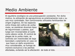 Medio Ambiente El equilibrio ecológico es una preocupación constante. Por dicho motivo, la utilización de agroquímicos es prácticamente nula y su uso muy controlado. Son comúnmente utilizados fertilizantes de origen orgánico. En los espacios entre líneas del cultivo de yerba  mate, se siembran diversos tipos de leguminosas y pastos, que  luego son incorporados al suelo  como abono verde. El control de  plagas de la yerba mate, se  controla con insecticidas de baja  toxicidad y solamente en caso en que haya un daño económico  muy considerable, se fumiga de  manera exclusiva a las plantas  afectadas, evitando así la afectación  de todo el lote. 