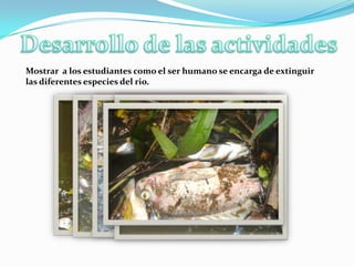 Actividades  Pedagógicas5-  Participar de forma activa de un debate en el que intercambien opiniones sobre las medidas de conservación de la naturaleza.6-  Elaborar mapas conceptuales con de temas como el reciclaje, calentamiento global, el ecosistema entre otros. *preguntas ¿Qué es el calentamiento global y cómo afecta al hombre ¿Qué son los ecosistemas? ¿Cuál es la importancia que tiene el reciclaje en la conservación del ambiente?7-  Reforestar los predios del centro educativo.8-  Entrevistar a familiares o personas mayores de la comunidad sobre aspectos relacionados de ¿Cómo era la naturaleza antes?; mitos y leyendas relacionados con la naturaleza, formas de sembrar o pescar basados en creencias que tengan que ver con la naturaleza.