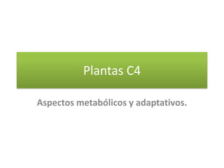Plantas C4,[object Object],Aspectos metabólicos y adaptativos. ,[object Object]