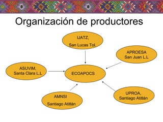 Organización de productores ECOAPOCS UPROA,  Santiago Atitlán  IJATZ,  San Lucas Tol.  ASUVIM,  Santa Clara L.L AMNSI  Santiago Atitlán APROESA San Juan L.L 