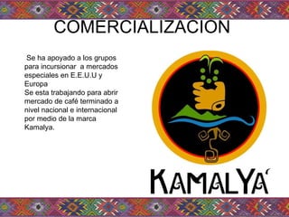 COMERCIALIZACION  Se ha apoyado a los grupos para incursionar  a mercados especiales en E.E.U.U y Europa Se esta trabajando para abrir  mercado de café terminado a nivel nacional e internacional por medio de la marca Kamalya.  