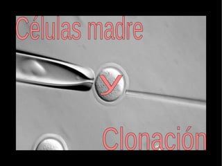 Células madre   y   Clonación   