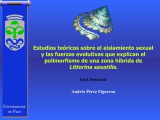 Estudios teóricos sobre el aislamiento sexual y las fuerzas evolutivas que explican el polimorfismo de una zona híbrida de  Littorina saxatilis. Andrés Pérez Figueroa Tesis Doctoral 