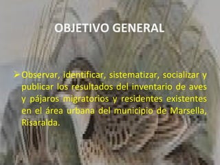 OBJETIVO GENERAL Observar, identificar, sistematizar, socializar y publicar los resultados del inventario de aves y pájaros migratorios y residentes existentes en el área urbana del municipio de Marsella, Risaralda. 