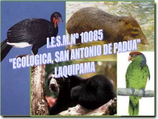I.E.S.M.Nº 10085 "ECOLOGICA, SAN ANTONIO DE PADUA" LAQUIPAMA 