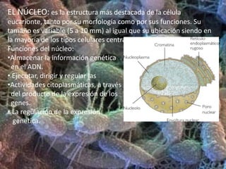 Existen dos tipos de células:Eucariótica.
