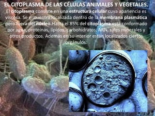 Procariótica.LA CÉLULA EUCARIÓTICACélulaEucariótica