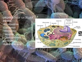 CÉLULA  ANIMALLas células animales presentan un alto grado de organización con numerosas estructuras internas  delimitadas por membranas. La membrana nuclear establece una barrera entre la cromatina(material genético) y el citoplasma.