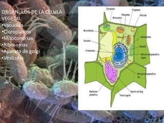 PARTES DE LA CÉLULA ANIMAL Y DE LA VEGETAL: