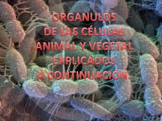 EL NÚCLEO: es la estructura más destacada de la célula eucarionte, tanto por su morfología como por sus funciones. Su tamaño es variable (5 a 10 mm) al igual que su ubicación siendo en la mayoría de los tipos celulares central.Funciones del núcleo:Almacenar la información genética   en el ADN. Ejecutar, dirigir y regular las 