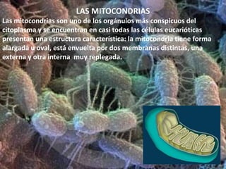 Actividades citoplasmáticas, a través   del producto de la expresión de los   genes. La regulación de la expresión genetica.