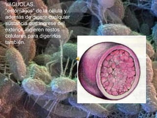 EL CITOPLASMA DE LAS CÉLULAS ANIMALES Y VEGETALES.El citoplasma consiste en una estructura celular cuya apariencia es viscosa. Se encuentra localizada dentro de la membrana plasmática pero fuera del núcleo.Hasta el 85% del citoplasma está conformado por agua, proteínas, lípidos, carbohidratos, ARN, sales minerales y otros productos. Además en su interior están localizados ciertos orgánulos: