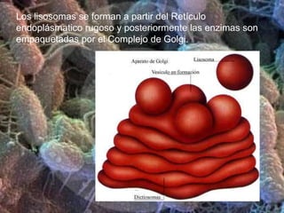 ORGANULOS DE LA CÉLULA ANIMAL:Mitocondrias