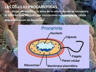 Aparato de golgiORGANULOS DE LA CÉLULA VEGETAL:Vacuolas