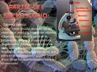 PARTES DELMICROSCOPIO:Sistema óptico:Ocular: Lente situada cerca del ojo del observador  amplia la imagen del objetivo.