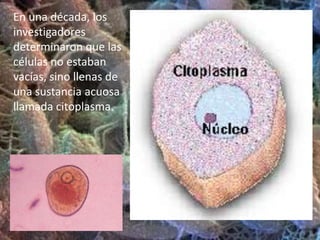 Condensador: Lente que concentra los rayos luminosos sobre la preparación.