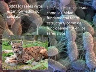 Diafragma : Regula la cantidad de luz que entra en el condensador.