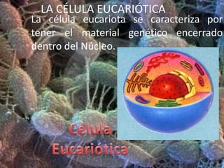 Platina: Lugar donde se deposita la preparación.