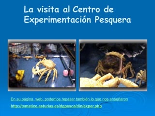 La visita alCentro de Experimentación PesqueraEn su página  web, podemos repasar también lo que nos enseñaronhttp://tematico.asturias.es/dgpesca/din/exper.php
