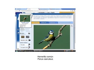 Herrerillo común Parus caeruleus 