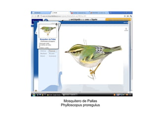 Mosquitero de Pallas Phylloscopus proregulus 