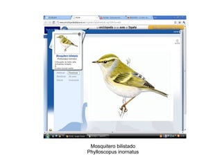 Mosquitero bilistado Phylloscopus inornatus 