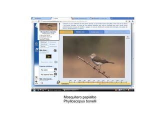 Mosquitero papialbo Phylloscopus bonelli 