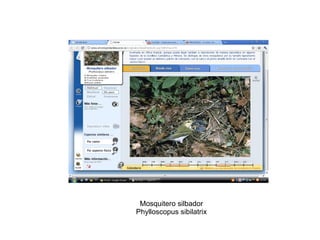 Mosquitero silbador Phylloscopus sibilatrix 