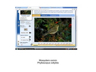 Mosquitero común Phylloscopus collybita 