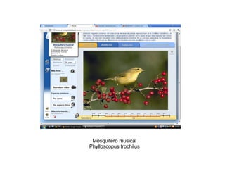 Mosquitero musical Phylloscopus trochilus 