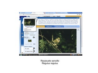 Reyezuelo sencillo Regulus regulus 