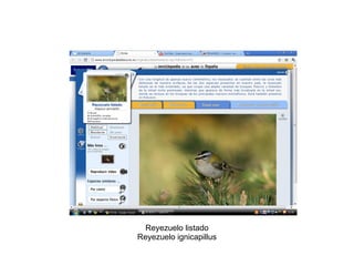 Reyezuelo listado Reyezuelo ignicapillus 