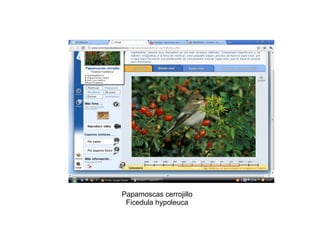 Papamoscas cerrojillo Ficedula hypoleuca 