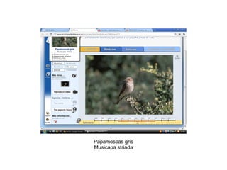 Papamoscas gris Musicapa striada 