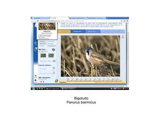 Bigotudo Panurus biarmicus 