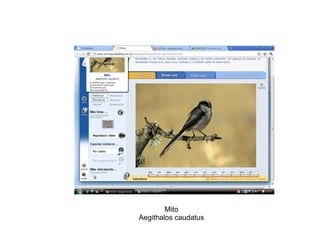 Mito Aegithalos caudatus 