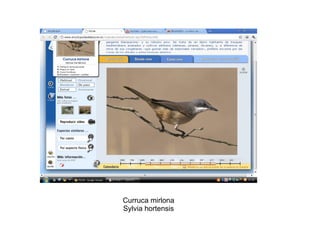 Curruca mirlona Sylvia hortensis 