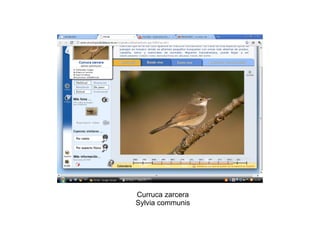 Curruca zarcera Sylvia communis 